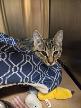 Hotdog -  Domestic Short Hair Cat for Adoption in Kennewick, Washington - Hotdog | PetCurious