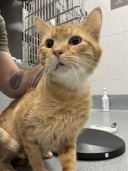 CHANEL NO.12 -  Domestic Short Hair Cat for Adoption in Indianapolis, Indiana - CHANEL NO.12 | PetCurious