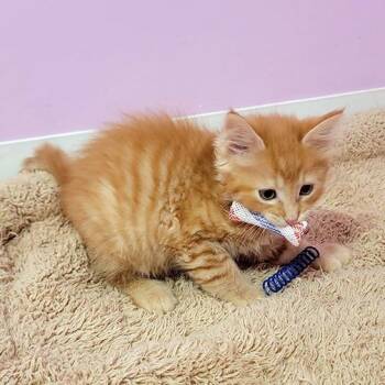 Fanta -  Domestic Long Hair Cat for Adoption in Coos Bay, Oregon - Fanta | PetCurious