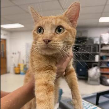Percy-C -  Domestic Short Hair Cat for Adoption in East St. Louis, Illinois - Percy-C | PetCurious