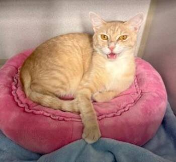 Rescue Domestic Short Hair Cats for Adoption in Winter Haven, Florida - Mellow | PetCurious