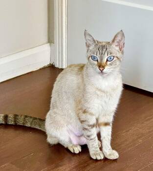 Siamese Cats Available for Adoption in Santa Ana, California - Hazel | PetCurious