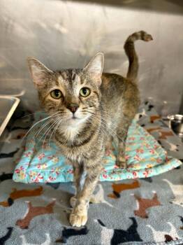 Daffodil -  Domestic Short Hair Cat for Adoption in Ona, West Virginia - Daffodil | PetCurious