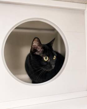 Martha May -  Domestic Short Hair Cat for Adoption in Lafayette, Louisiana - Martha May | PetCurious