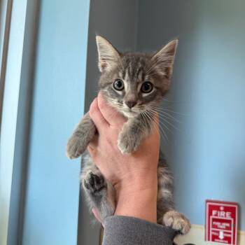 Hallow -  Domestic Medium Hair Cat for Adoption in Chattanooga, Tennessee - Hallow | PetCurious