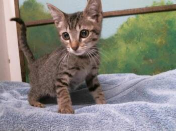 KAEL -  Domestic Short Hair Cat for Adoption in Houston, Texas - KAEL | PetCurious
