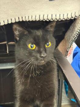 Domestic Short Hair Cats Available for Adoption - Mercy | PetCurious