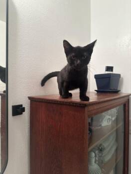 Rescue Domestic Short Hair Cats for Adoption in Huntington Beach, California - Sebastian | PetCurious