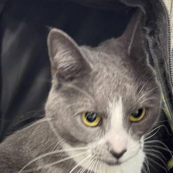 Domestic Short Hair Cats Available for Adoption in Newark, New Jersey - Pebbles | PetCurious