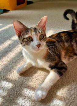 Reba -  Domestic Short Hair Cat for Adoption in Kansas City, Missouri - Reba | PetCurious