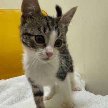 Jazzy -  Domestic Short Hair Cat for Adoption in Tulsa, Oklahoma - Jazzy | PetCurious
