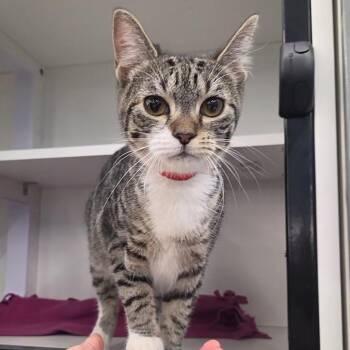 Domestic Short Hair Cats Available for Adoption - Diva | PetCurious