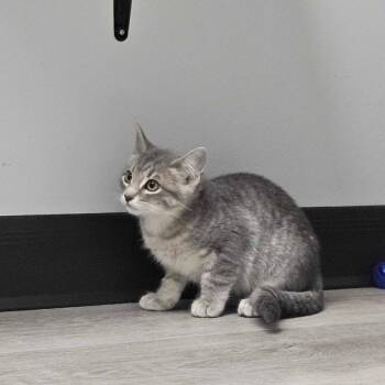 Trillium -  Domestic Short Hair Cat for Adoption in Abbotsford, British Columbia - Trillium | PetCurious