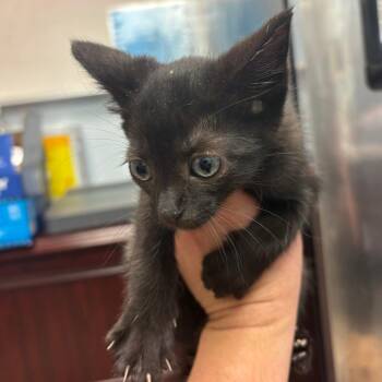 Cosmo -  Domestic Short Hair Cat for Adoption in Royse City, Texas - Cosmo | PetCurious