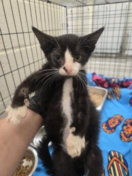 ORBIT -  Domestic Short Hair Cat for Adoption in Hagerstown, Maryland - ORBIT | PetCurious