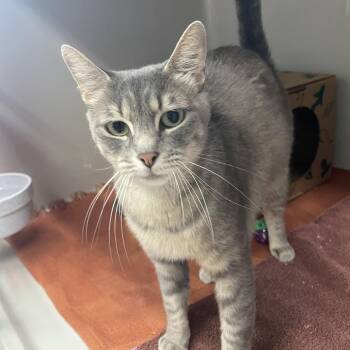 Gidget -  Domestic Short Hair Cat for Adoption in Saint Charles, Missouri - Gidget | PetCurious