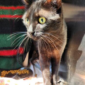 Salem -  Domestic Short Hair Cat for Adoption in Walker, Michigan - Salem | PetCurious
