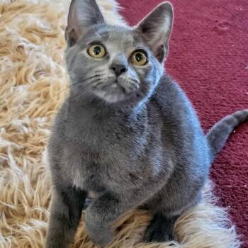 Rescue Domestic Short Hair Cats for Adoption in Greensburg, Pennsylvania - Mindi Mercedes | PetCurious