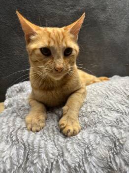 Domestic Short Hair Cats Available for Adoption in Wabash, Indiana - Coral | PetCurious