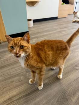 Tabby Cats Available for Adoption in Beaverton, Oregon - Gerald *Senior* | PetCurious