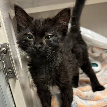 Pickletoes -  Domestic Short Hair Cat for Adoption in Buffalo, Minnesota - Pickletoes | PetCurious