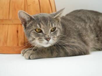 Puddlewick -  Domestic Short Hair Cat for Adoption in Bowling Green, Kentucky - Puddlewick | PetCurious