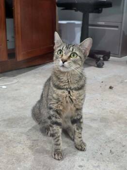 Pickle Patty -  Domestic Short Hair Cat Available for Adoption in Lewisburg, Tennessee - Pickle Patty | PetCurious