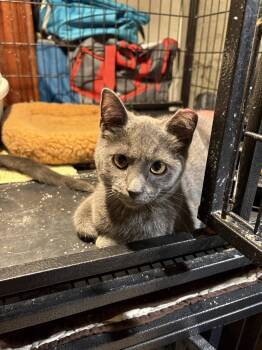 Firecracker -  Domestic Short Hair and Russian Blue Cat for Adoption in Philadelphia, Pennsylvania - Firecracker | PetCurious