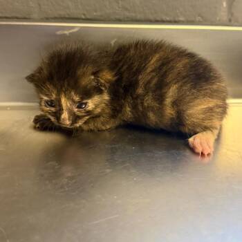 TUSC-Stray-85630_2_3 -  Domestic Short Hair Cat for Adoption in Tuscaloosa, Alabama - TUSC-Stray-85630_2_3 | PetCurious