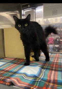 Sage -  Domestic Short Hair Cat for Adoption in Lafayette, Colorado - Sage | PetCurious