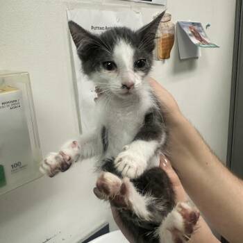 Merry Go Round -  Domestic Short Hair Cat for Adoption in Charleston, West Virginia - Merry Go Round | PetCurious