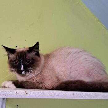 Siamese and Snowshoe Cats Available for Adoption - Flannel | PetCurious