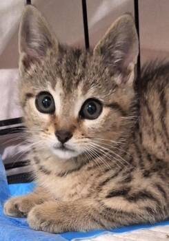 Rescue Domestic Short Hair Cats for Adoption in Charlotte, North Carolina - Carrie (and Charlotte) | PetCurious