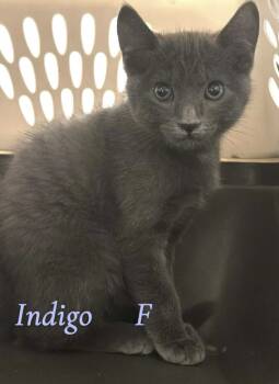 Rescue Domestic Short Hair Cats for Adoption in Darien, Georgia - Indigo | PetCurious