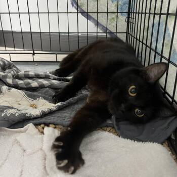 Domestic Short Hair Cats Available for Adoption - Alexandra | PetCurious