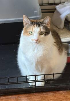 Rumors -  Domestic Short Hair Cat Available for Adoption - Rumors | PetCurious