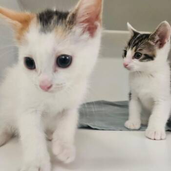 Wristband -  Domestic Short Hair Cat for Adoption in Philadelphia, Pennsylvania - Wristband | PetCurious