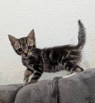 Crochet -  Domestic Short Hair Cat for Adoption in Oakland, California - Crochet | PetCurious