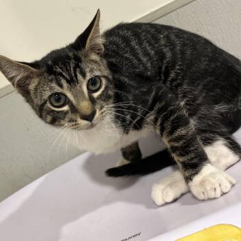 Minnie -  Domestic Short Hair Cat for Adoption in Tampa, Florida - Minnie | PetCurious