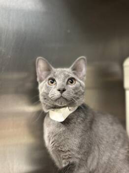 Phish Food -  Domestic Short Hair Cat for Adoption in Munster, Indiana - Phish Food | PetCurious