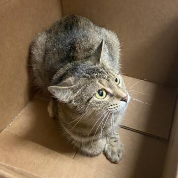 Millie -  Domestic Short Hair Cat for Adoption in Monroe, Louisiana - Millie | PetCurious