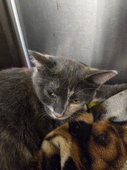 Rescue Domestic Short Hair Cats for Adoption in Trenton, New Jersey - Erica Ash | PetCurious