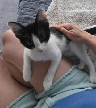 Dazzle -  Domestic Short Hair Cat for Adoption in Frisco, Texas - Dazzle | PetCurious