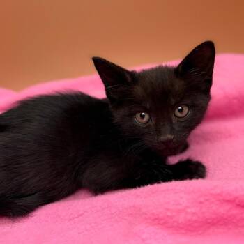 Channing -  Domestic Short Hair Cat for Adoption in San Antonio, Texas - Channing | PetCurious