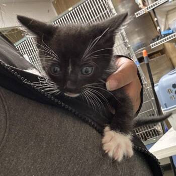 Kelev -  Domestic Short Hair Cat for Adoption in Leander, Texas - Kelev | PetCurious