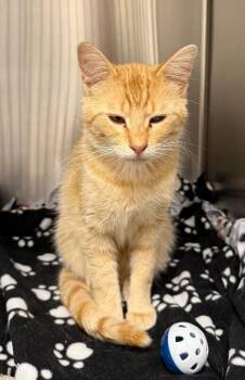 Domestic Short Hair Cats Available for Adoption in Yankton, South Dakota - Gary | PetCurious