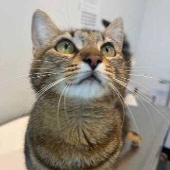 Vonnie -  Domestic Short Hair Cat for Adoption in Port Angeles, Washington - Vonnie | PetCurious