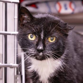 Dandelion -  Domestic Short Hair Cat for Adoption in Mentor, Ohio - Dandelion | PetCurious