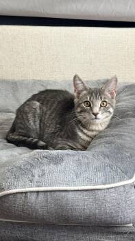 Rescue Domestic Short Hair Cats for Adoption in Crystal Lake, Illinois - Boss | PetCurious