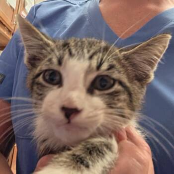 Twix 060409U -  Domestic Short Hair Cat for Adoption in Tupelo, Mississippi - Twix 060409U | PetCurious
